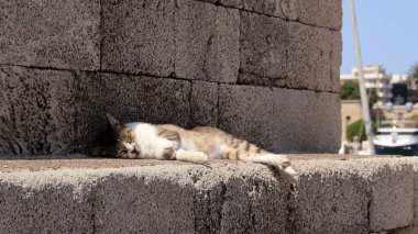 Sokak kedisi taş bir duvarda uyuyor, Mandraki Limanı, Rodos, Yunanistan
