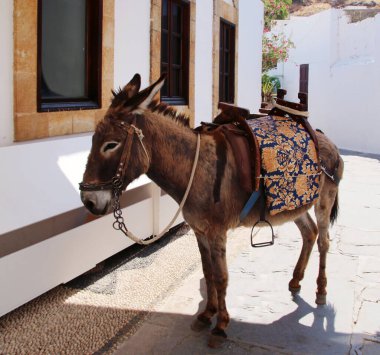 Eşek turistleri, Lidnos 'u, Rodos' u ve Yunanistan 'ı taşımak için bekliyor