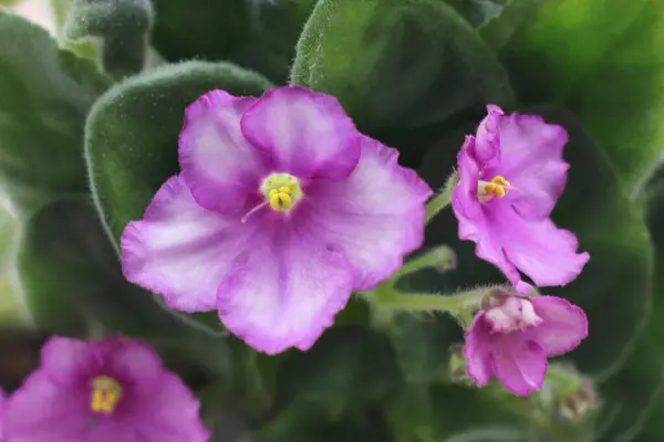 Flor Violeta Florescente Também Conhecida Como Saintpaulia Violeta Africana — Fotografia de Stock