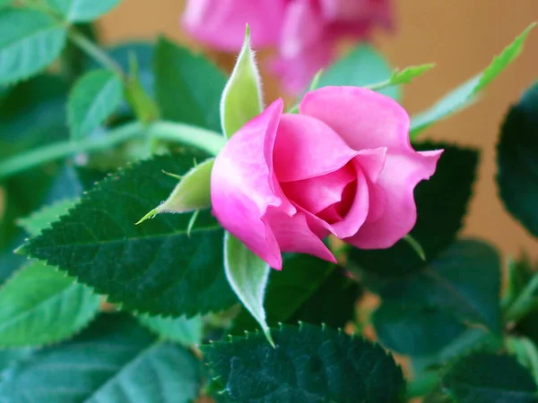 ピンクのバラの花が満開の景色 — ストック写真