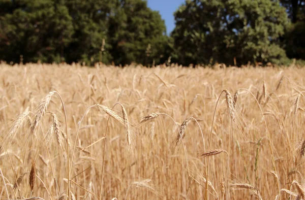 Ripe Barley Filed Harvest Time Spikes Barley Close View Natural — Stock Photo, Image