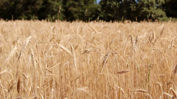 Ripe barley filed. Harvest time. Spikes of barley close up view. Natural rural landscape. Selective focus