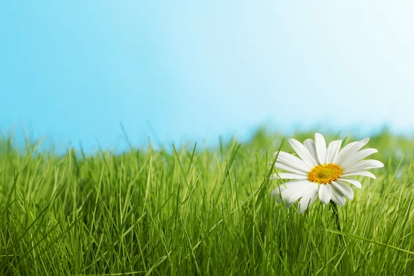 Daisy flowers in fresh green grass on blue background — Stock Photo, Image
