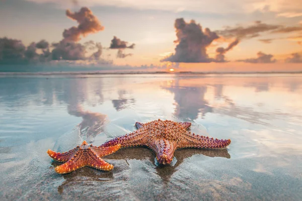 Duas estrelas do mar na praia — Fotografia de Stock