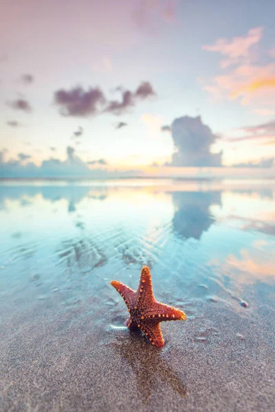 Starfish on beach — Stock Photo, Image