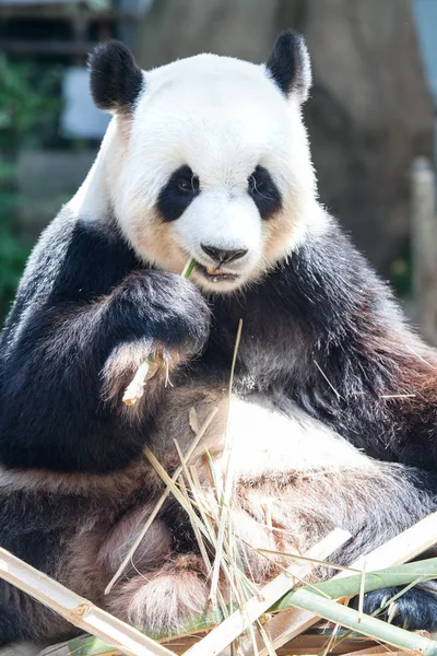 Panda gigante comendo bambu — Fotografia de Stock