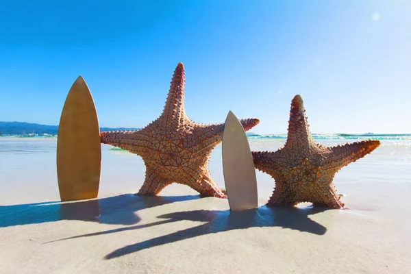 Surfistas estrellas de mar en la playa —  Fotos de Stock