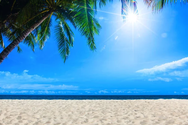 Palm and tropical beach — Stock Photo, Image