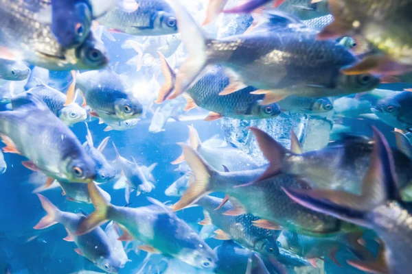 Тропические рыбы в море — стоковое фото