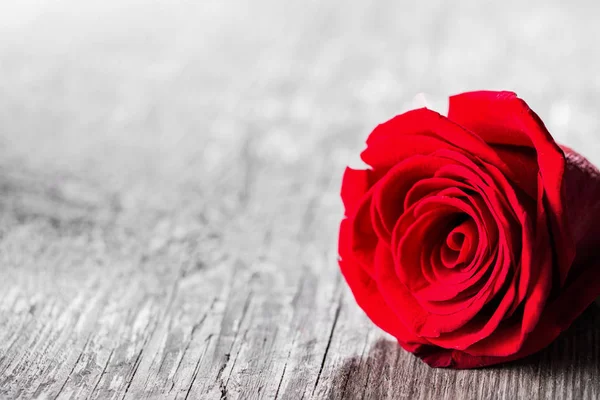 Κόκκινο τριαντάφυλλο στο ξύλο — Φωτογραφία Αρχείου