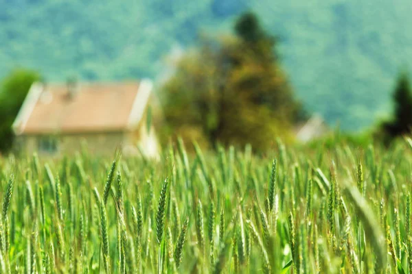 Campo di grano all'inizio della primavera — Foto Stock