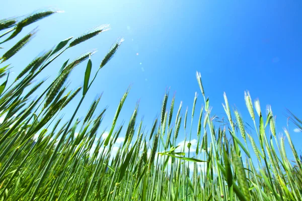 Campo de verão de trigo — Fotografia de Stock