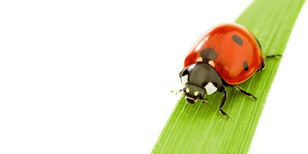 Marienkäfer auf Gras — Stockfoto