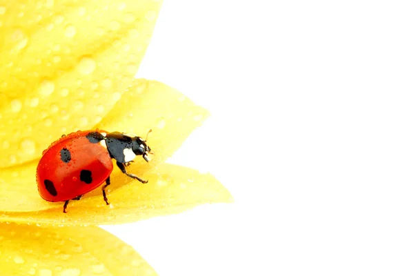 Mariquita en flor amarilla — Foto de Stock