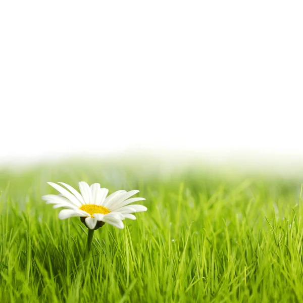 Flor de margarida branca na grama verde — Fotografia de Stock