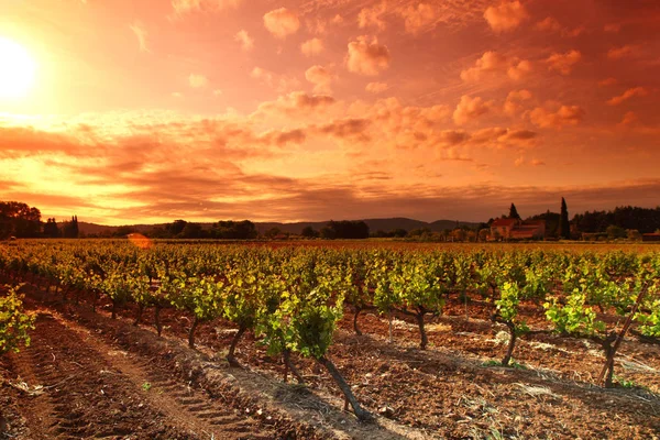 Удивительный закат виноградников — стоковое фото