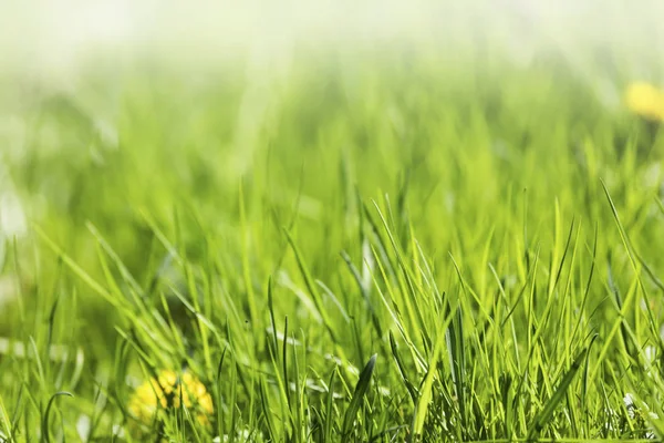 Frisches grünes Frühlingsgras — Stockfoto