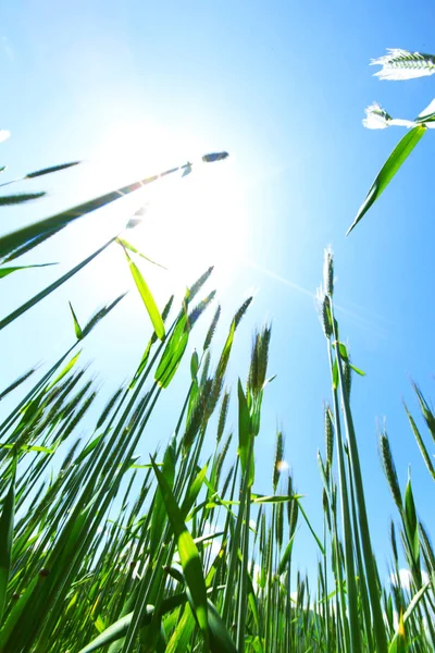 Літнє поле пшениці — стокове фото
