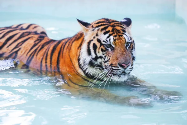 Tigre deitado na piscina — Fotografia de Stock