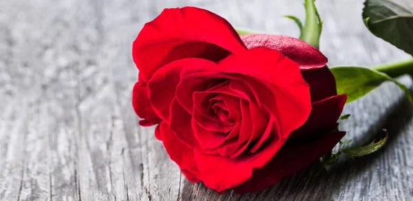 Czerwona róża na drewnie — Zdjęcie stockowe