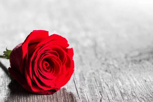 Czerwona róża na drewnie — Zdjęcie stockowe