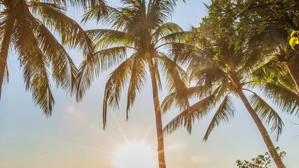 Tropische zonsopgang met palmbomen — Stockfoto