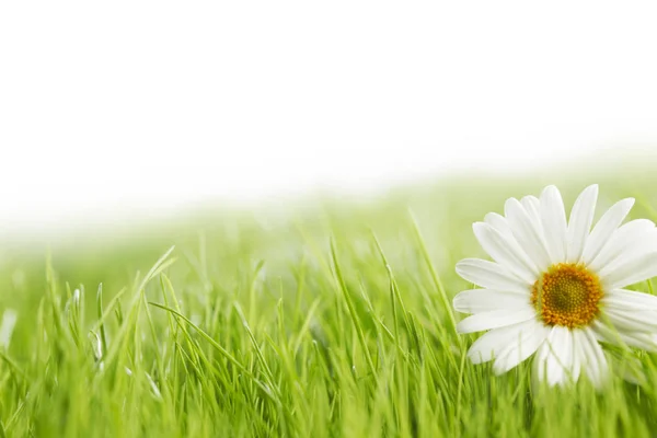 Bílá sedmikráska květ v zelené trávě — Stock fotografie