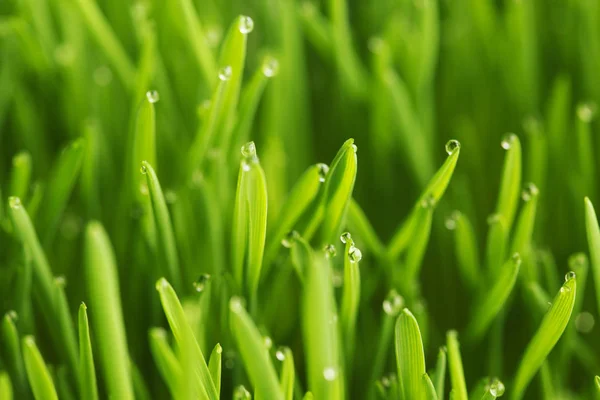 Krople rosy na zielonej trawie — Zdjęcie stockowe