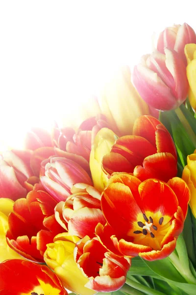 Bouquet de tulipes — Photo