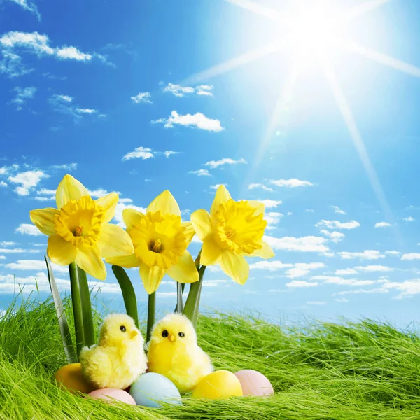 Yellow Flowers and easter eggs — Stock Photo, Image