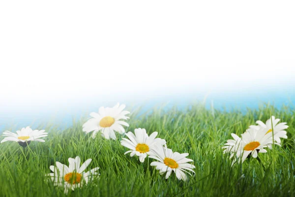 Daisy flowers — Stock Photo, Image