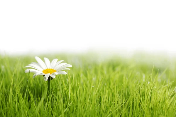 在绿草的白色的雏菊花 — 图库照片