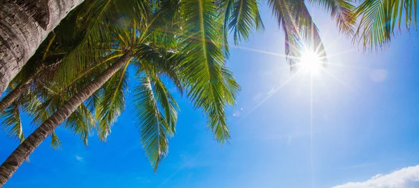 Soleil brille à travers les palmiers — Photo