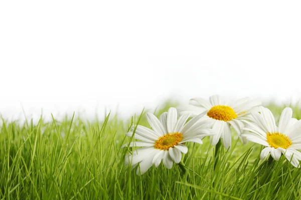 Fleurs Marguerite Blanche Dans Herbe Verte Isolée Sur Fond Blanc — Photo