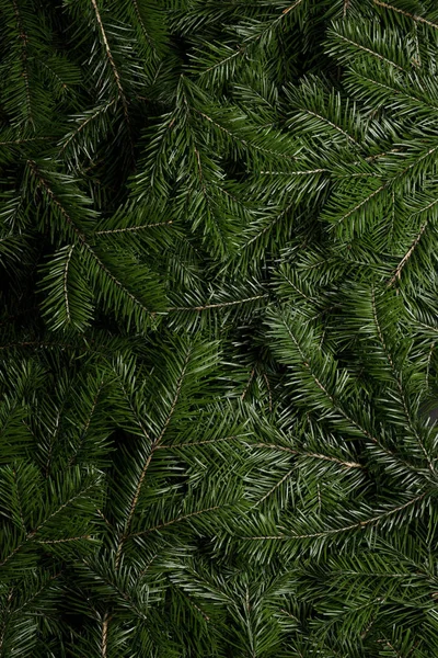 Achtergrond van groene fir takken — Stockfoto