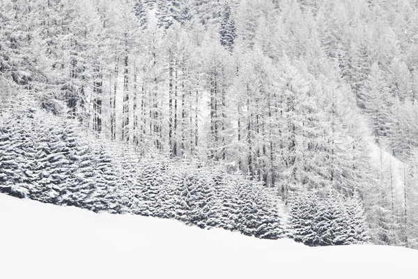 Paesaggio invernale con foresta — Foto Stock