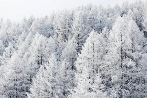 Paisaje invernal con bosque — Foto de Stock