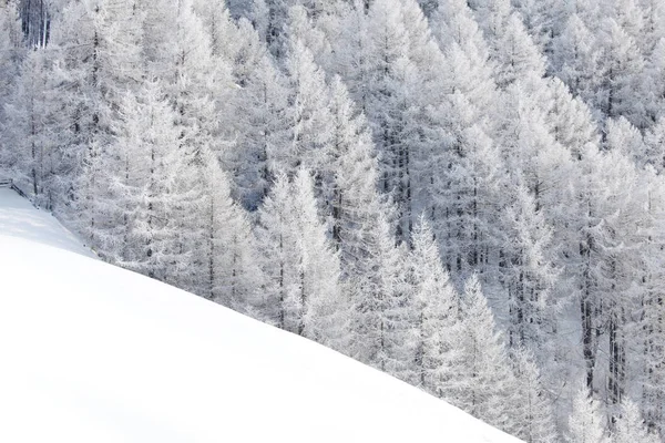 Winterlandschaft mit Wald — Stockfoto