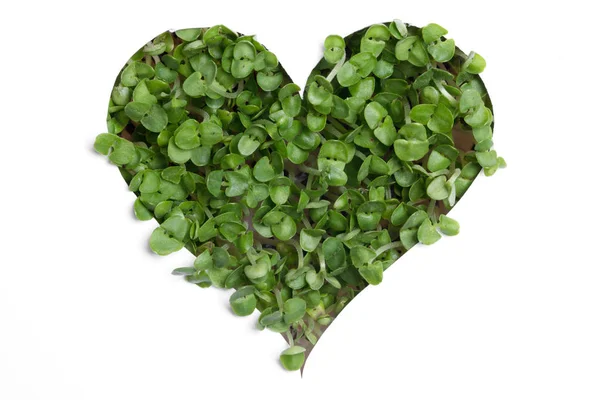 Plantas verdes broto uma forma de coração — Fotografia de Stock