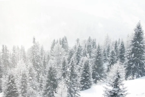 Zimní krajina s lesem — Stock fotografie