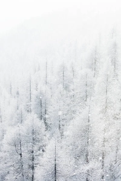 숲으로 뒤덮인 겨울 풍경 — 스톡 사진