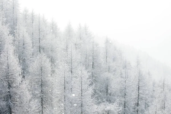 Winterlandschaft mit Wald — Stockfoto