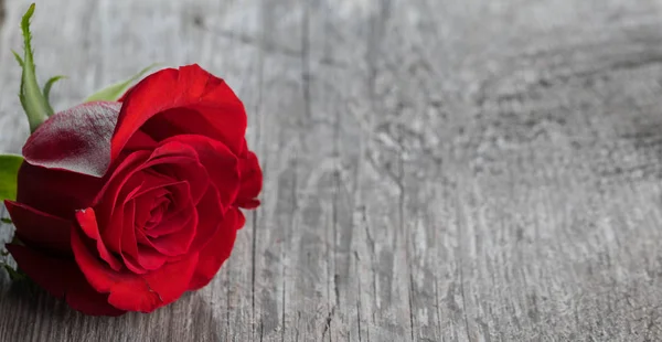 Rosa vermelha na madeira — Fotografia de Stock