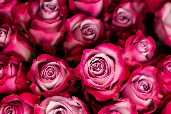 Φόντο ροζ τριαντάφυλλο λουλούδια — Φωτογραφία Αρχείου