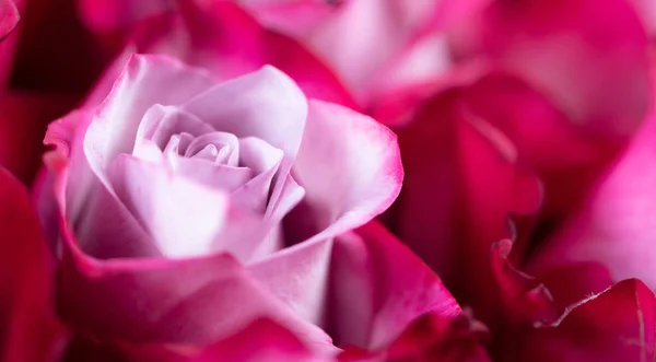 Φόντο ροζ τριαντάφυλλο λουλούδια — Φωτογραφία Αρχείου
