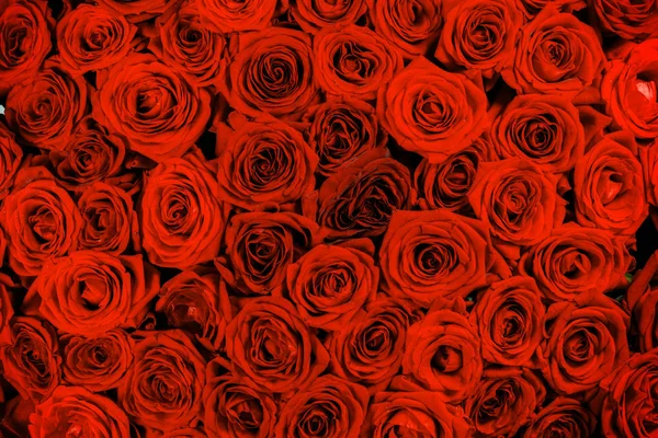 Rose rosse sfondo — Foto Stock