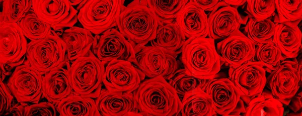 Red roses background — Stock Photo, Image