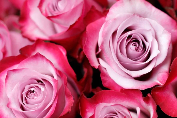Rosa rosa flores fundo — Fotografia de Stock