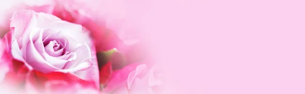 Pink rose flowers background — Stock Photo, Image