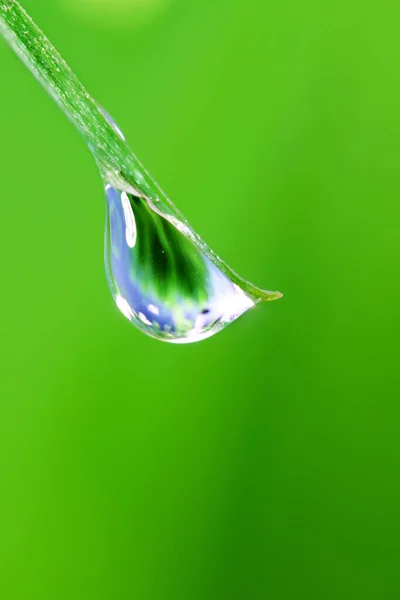 Lama Erba Fresca Con Grande Rugiada Acqua Goccia Macro Primo — Foto Stock